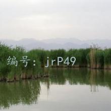 ƻ