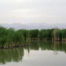 ʶ